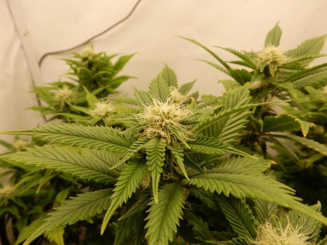 Euforia Winter-Grow from Clones. Week 11