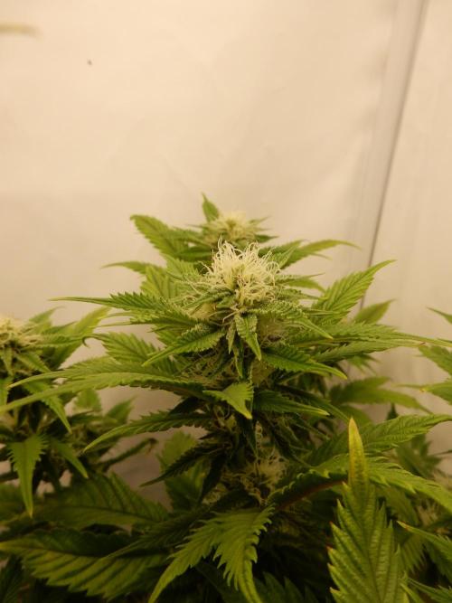 Euforia Winter-Grow from Clones. Week 11