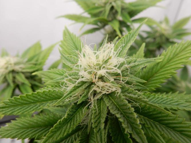 Euforia Winter-Grow from Clones. Week 11