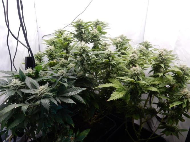 Euforia Winter-Grow from Clones. Week 12