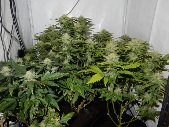 Euforia Winter-Grow from Clones. Week 12