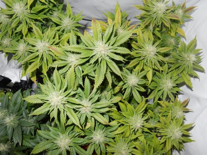 Euforia Winter-Grow from Clones. Week 12