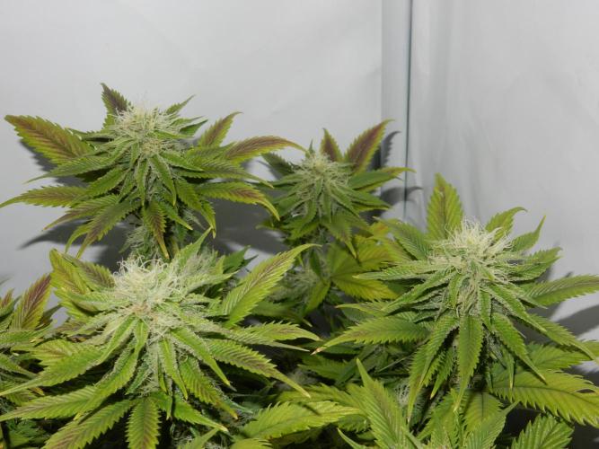 Euforia Winter-Grow from Clones. Week 12