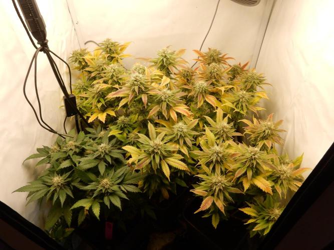 Euforia Winter-Grow from Clones. Week 13