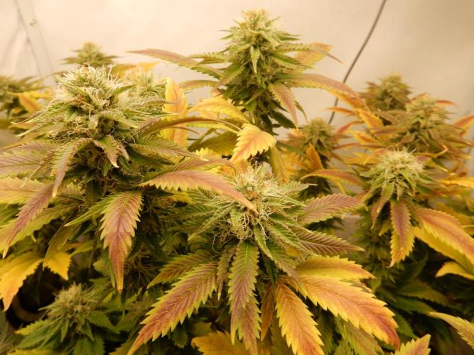 Euforia Winter-Grow from Clones. Week 13