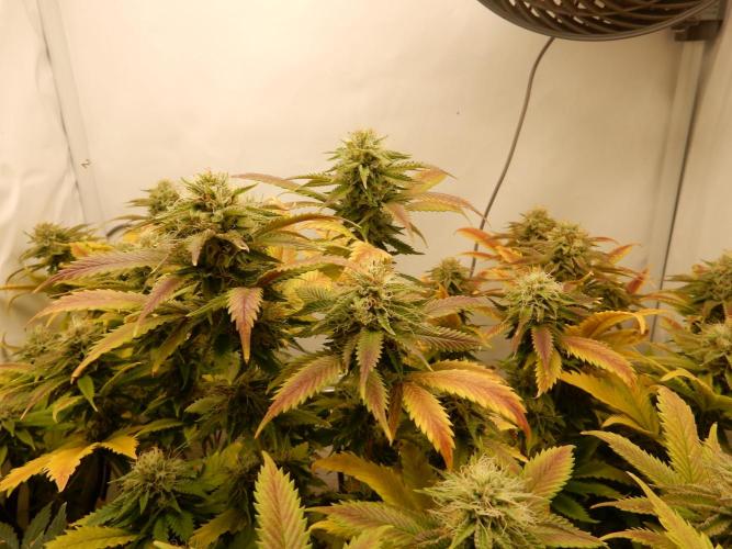 Euforia Winter-Grow from Clones. Week 13