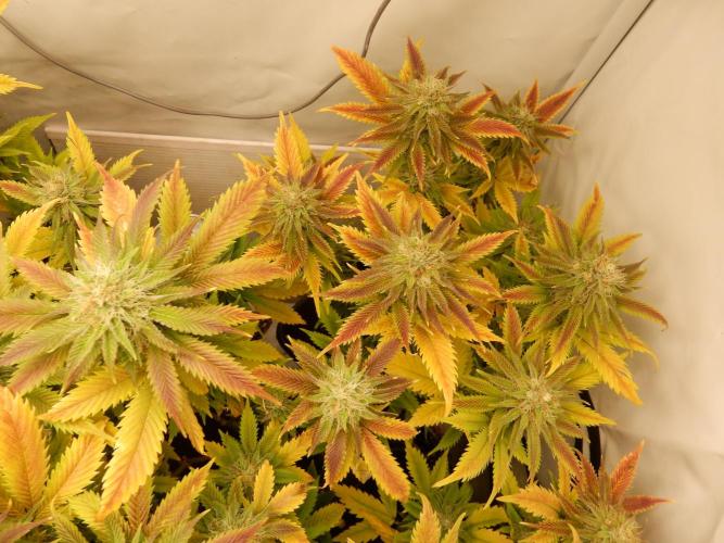Euforia Winter-Grow from Clones. Week 13