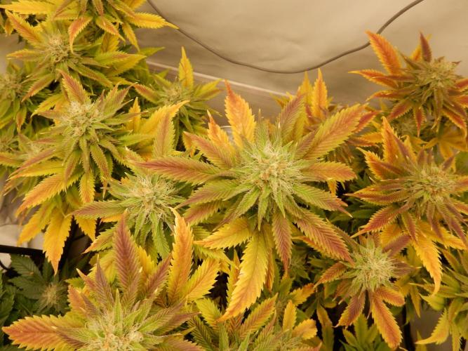 Euforia Winter-Grow from Clones. Week 13