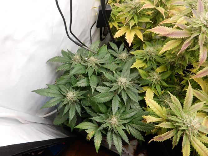 Euforia Winter-Grow from Clones. Week 13 - Granddaddy Purple