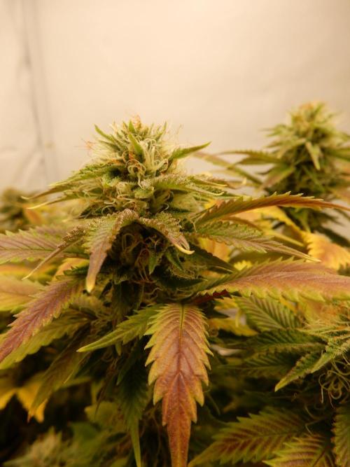 Euforia Winter-Grow from Clones. Week 13