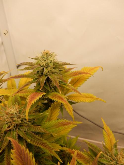Euforia Winter-Grow from Clones. Week 13