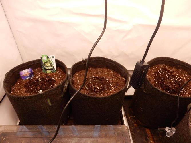 Sticky Broccoli Auto - EGC 2026. Week 0