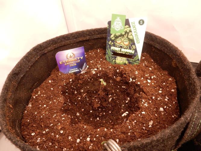 Sticky Broccoli Auto - EGC 2026. Week 0