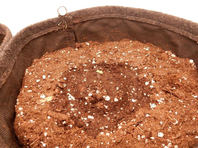Sticky Broccoli Auto - EGC 2026. Week 0