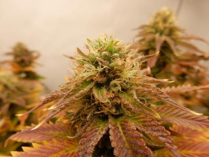 Euforia Winter-Grow from Clones. Week 13