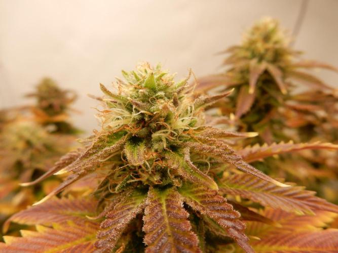 Euforia Winter-Grow from Clones. Week 13