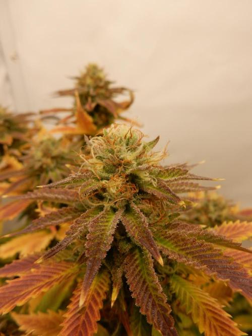Euforia Winter-Grow from Clones. Week 13