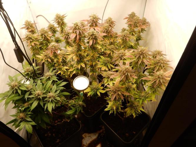 Euforia Winter-Grow from Clones. Week 14