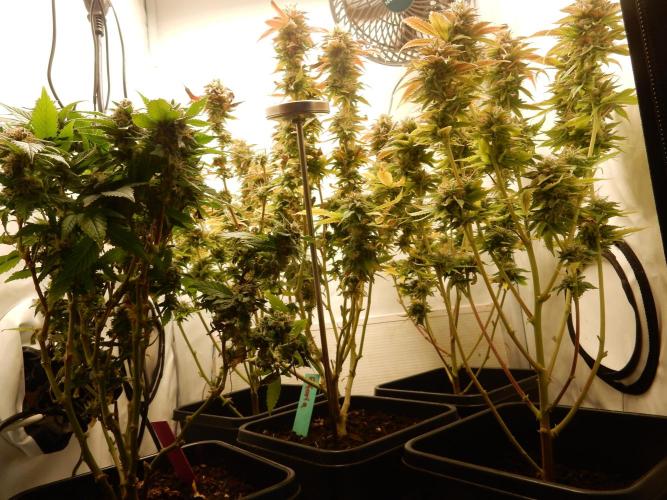 Euforia Winter-Grow from Clones. Week 14