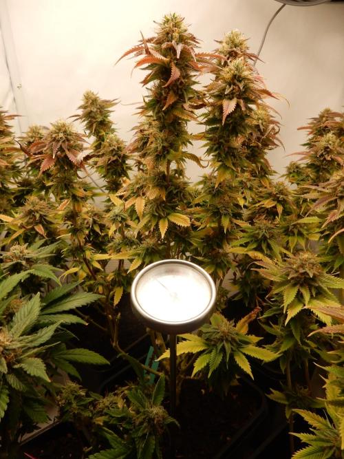 Euforia Winter-Grow from Clones. Week 14