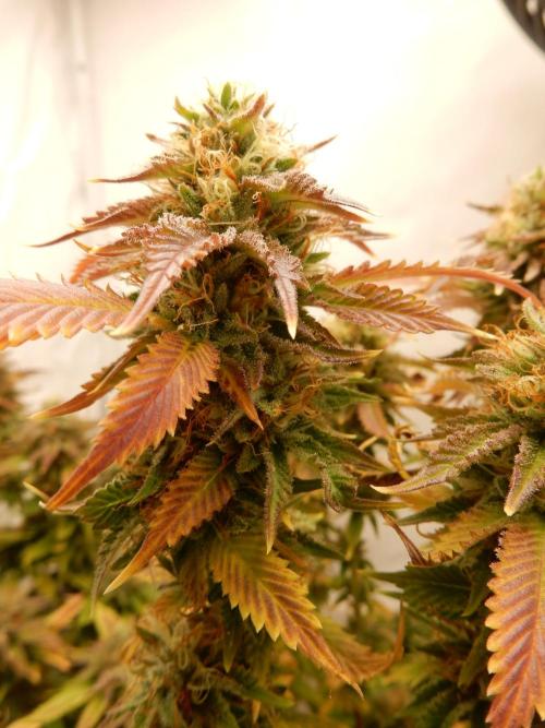 Euforia Winter-Grow from Clones. Week 14