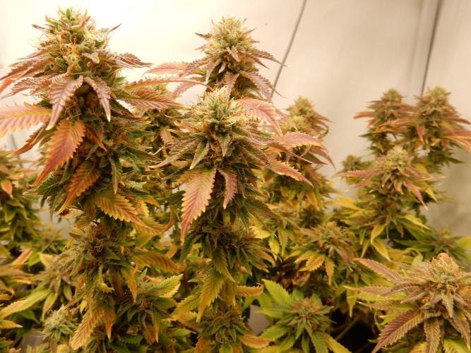 Euforia Winter-Grow from Clones. Week 14