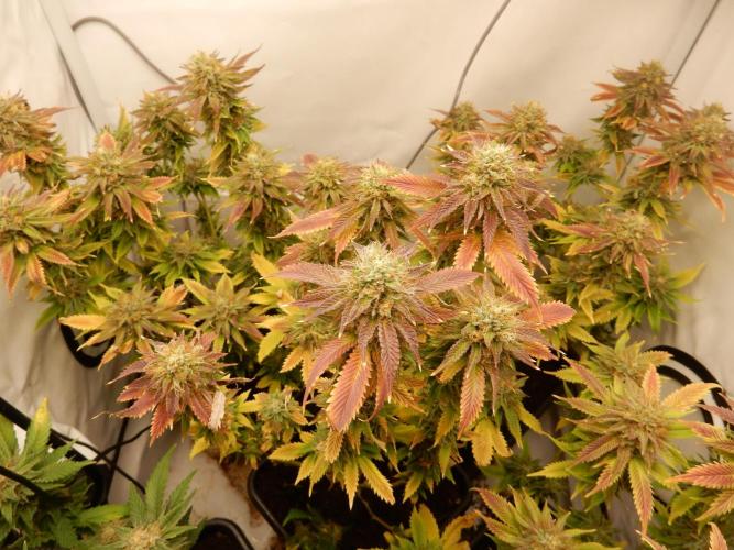 Euforia Winter-Grow from Clones. Week 14