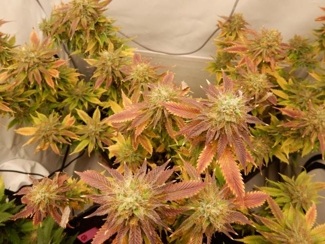 Euforia Winter-Grow from Clones. Week 14