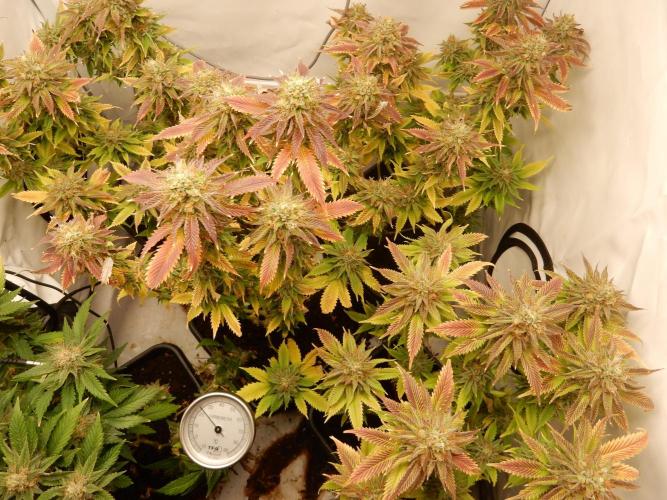 Euforia Winter-Grow from Clones. Week 14