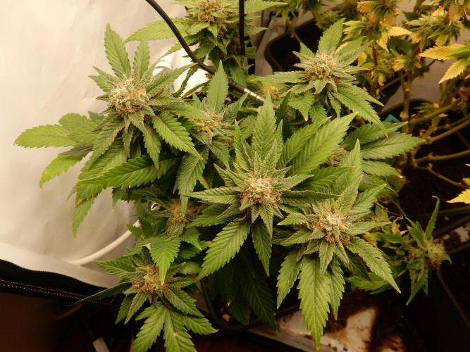 Euforia Winter-Grow from Clones. Week 14