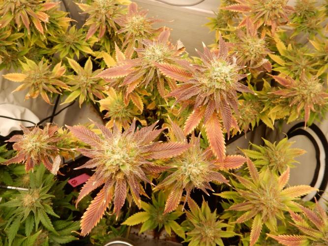 Euforia Winter-Grow from Clones. Week 14