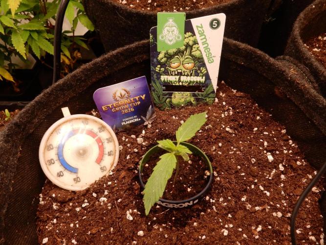 Sticky Broccoli Auto - EGC 2026. Week 1