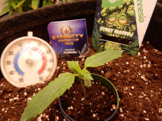 Sticky Broccoli Auto - EGC 2026. Week 1