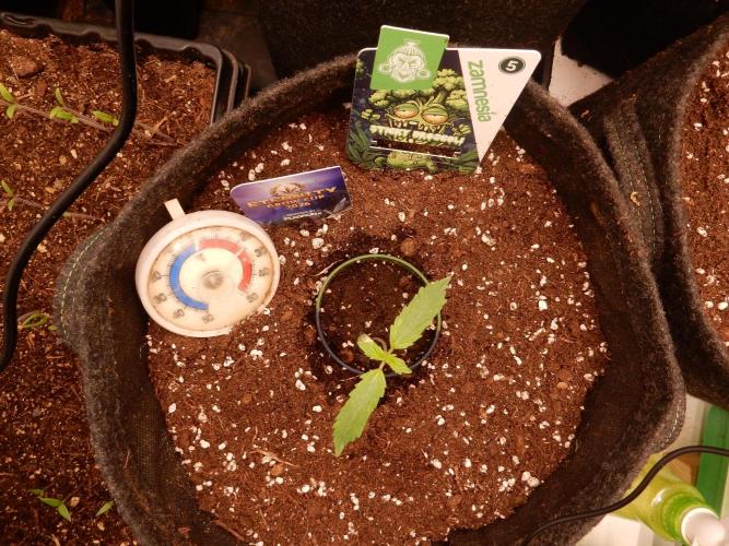 Sticky Broccoli Auto - EGC 2026. Week 1