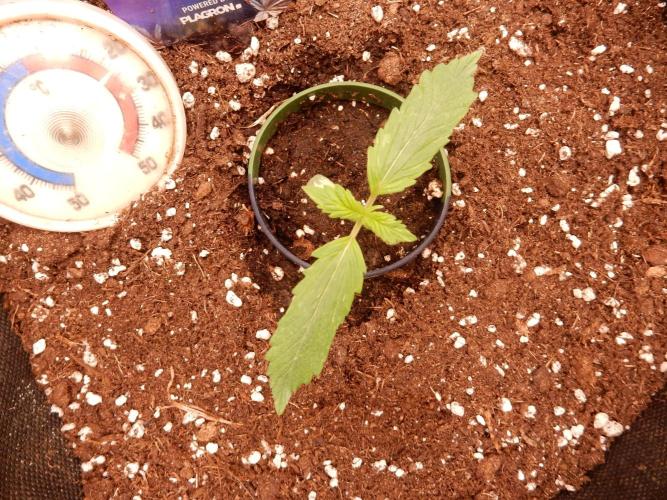 Sticky Broccoli Auto - EGC 2026. Week 1