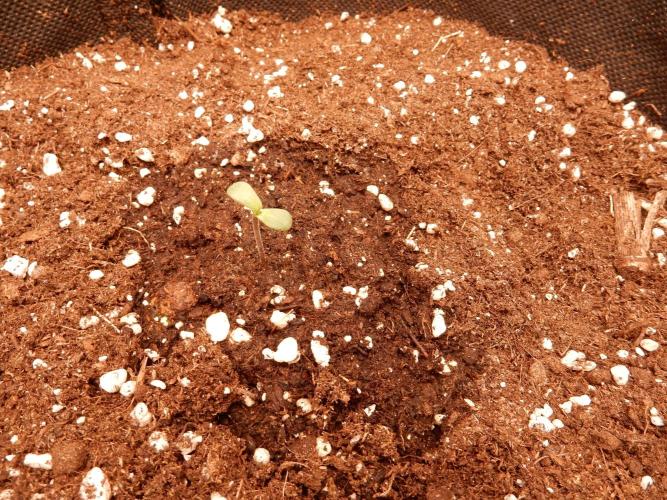 Sticky Broccoli Auto - EGC 2026. Week 1