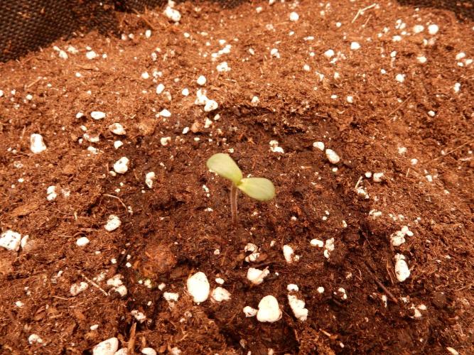Sticky Broccoli Auto - EGC 2026. Week 1
