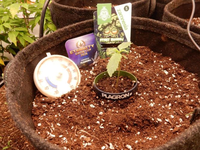 Sticky Broccoli Auto - EGC 2026. Week 1