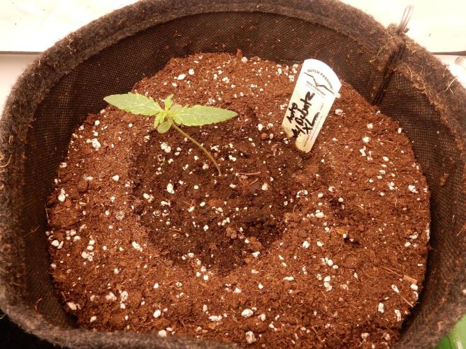 Auto Candy Bubatz XL - I/O. Week 1