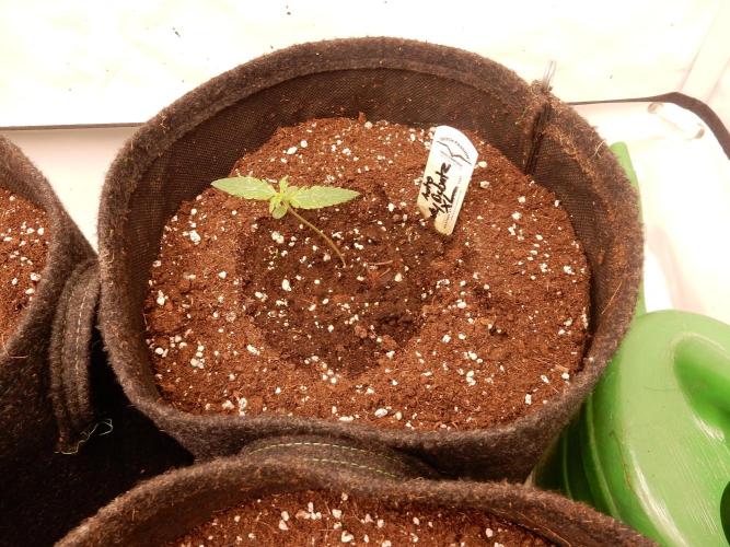 Auto Candy Bubatz XL - I/O. Week 1