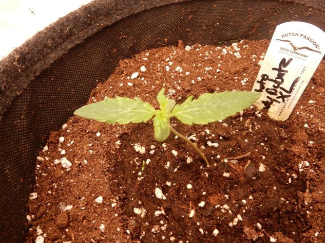 Auto Candy Bubatz XL - I/O. Week 1