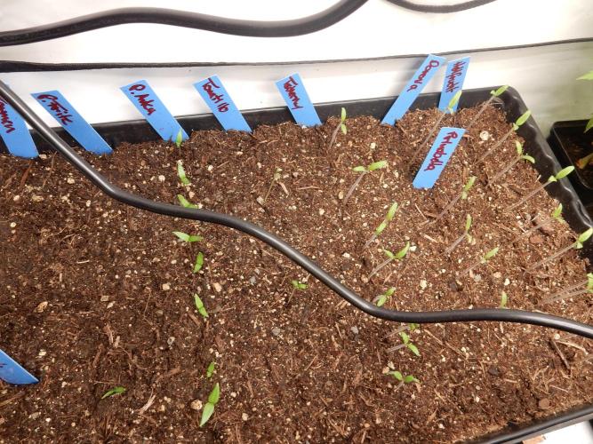 Auto Candy Bubatz XL - I/O. Week 1 - Tomaten & Paprika