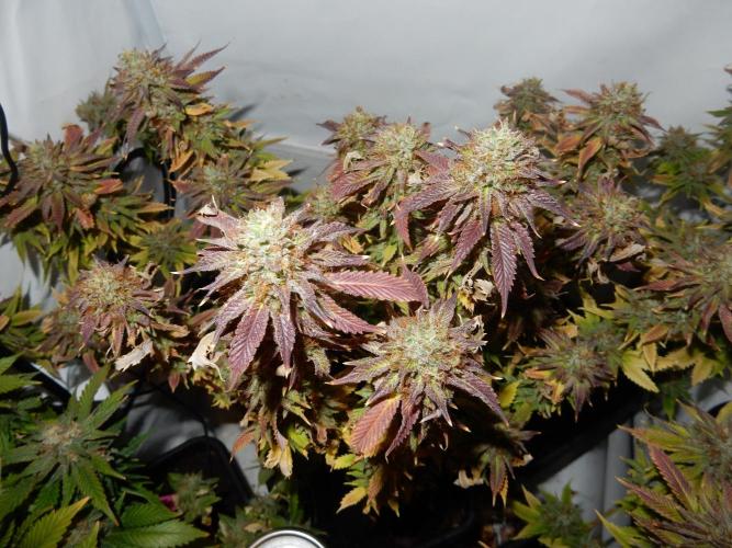 Euforia Winter-Grow from Clones. Week 15