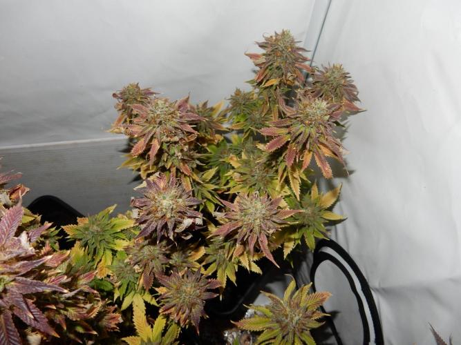 Euforia Winter-Grow from Clones. Week 15