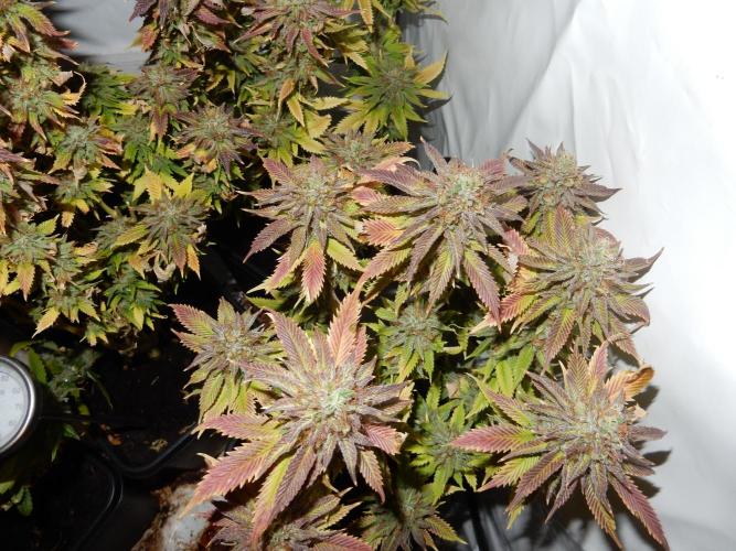 Euforia Winter-Grow from Clones. Week 15
