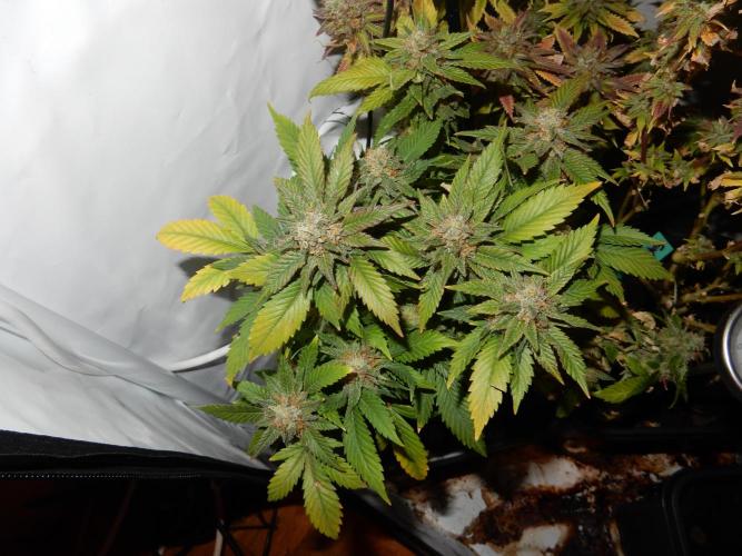 Euforia Winter-Grow from Clones. Week 15 - Granddaddy Purple