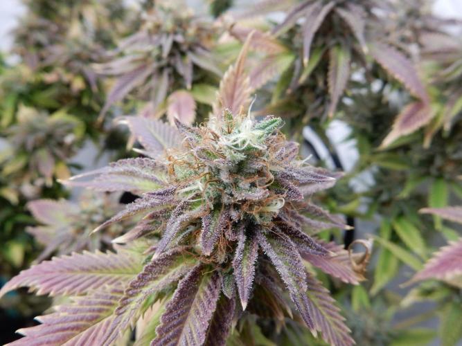 Euforia Winter-Grow from Clones. Week 15