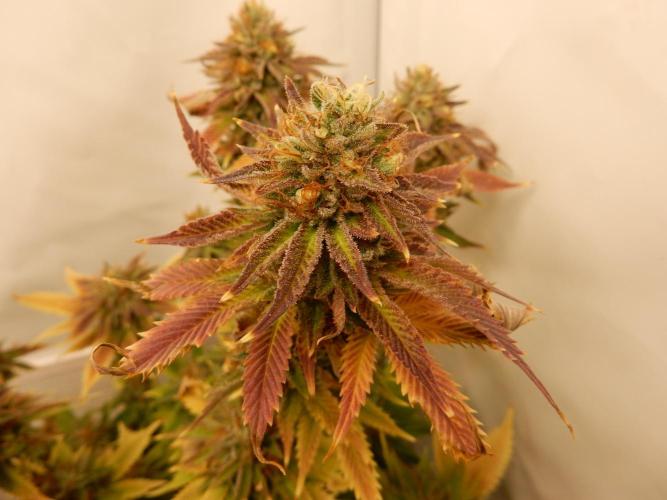 Euforia Winter-Grow from Clones. Week 15