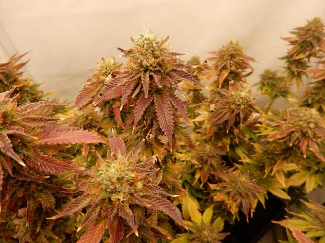 Euforia Winter-Grow from Clones. Week 15