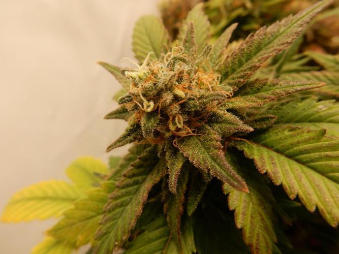 Euforia Winter-Grow from Clones. Week 15 - Granddaddy Purple